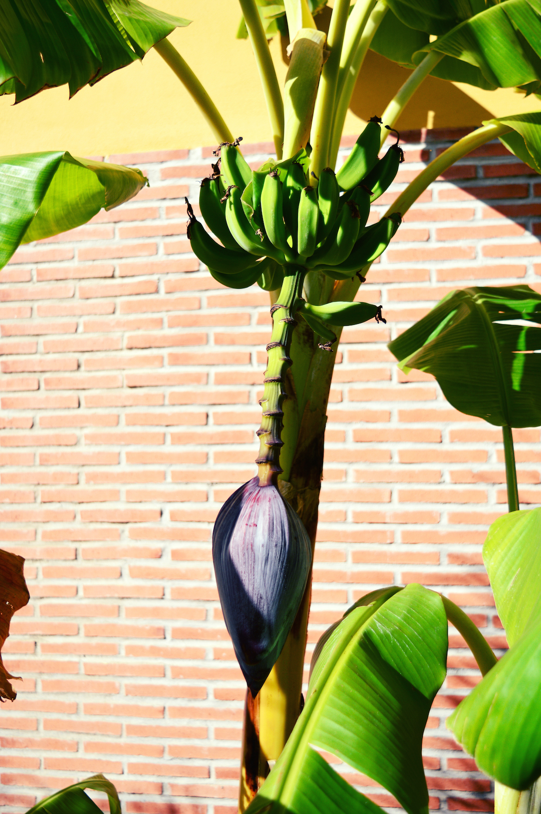 Spain-holiday-andalusia-banana-tree